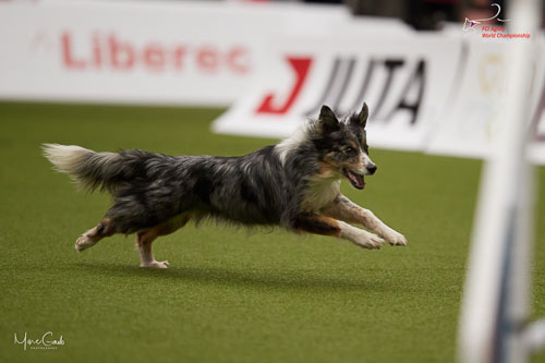 INTERMEDIATE - Individual