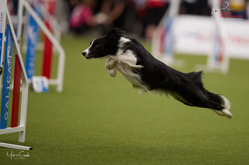 INTERMEDIATE - Individual