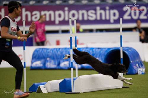 INTERMEDIATE - Individual