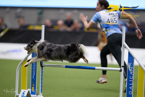Individual Intermediate